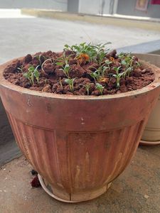 Terracotta Pot with Sprouting Plants