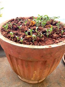 Terracotta Pot with Sprouting Plants
