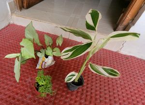 3 pack Arrowhead &amp; NeverNever &amp;Ming Areliaplants,