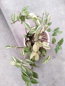 Assorted Beautiful plants