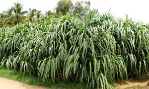 grass plant