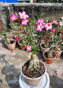 Flowering Desert Rose Plant