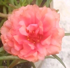 Table Rose