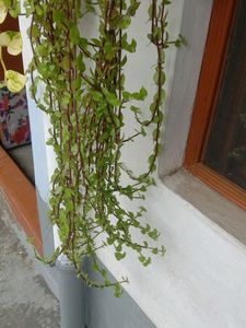 Charming Trailing Callisia Plant