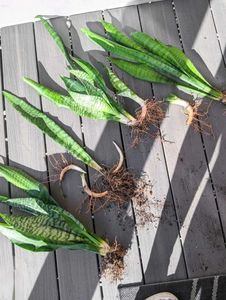 LIVE Snake Plant (Sansevieria) Green banded