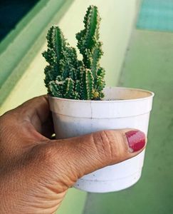 Small Cactus Plant in White Pot