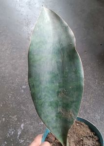 whale fin Snake Plant - Easy Care