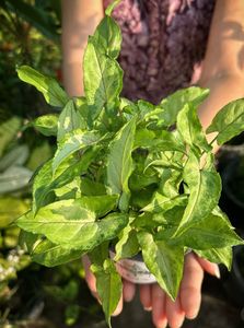 Real Beautiful Variegated Syngonium Plant