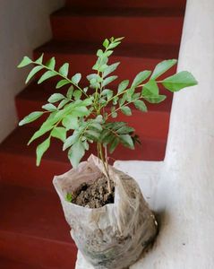 Pure Sent Curry Leaves Plant 🌵