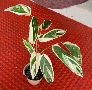 🌴 Ctenanthe pilosa Plant🪴& pot