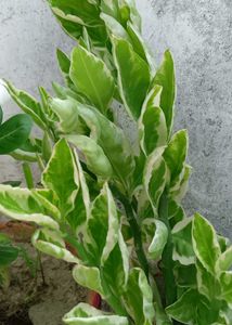 Two Varities Of Devil's Backbone &amp; Mexican Mint