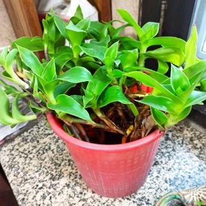 Live Basket Plant Pups (5 stalks)