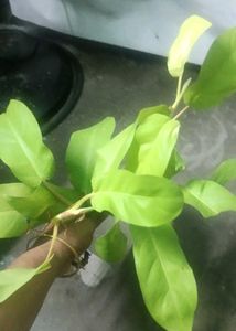 philodendron lemon lime 2 plant
