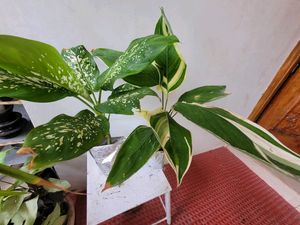 Pack 2🪴Dieffenbachia Seguine,&amp; Nevernever.Plant