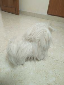 Cute Fluffy White Dog Toy