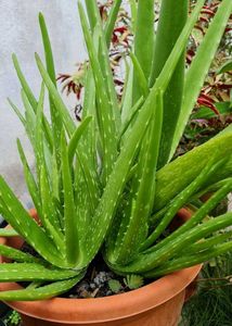 5 Healthy Aloe Vera Plant