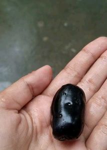 jamun plant