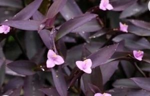 Purple Heart ❤️ Plant 🌵