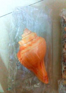 DIY Craft Supplies: Shells, Beads & Stones combo