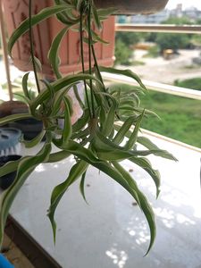 Green and White Spider Plant (four)