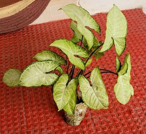 Arrowhead Plants 🪴