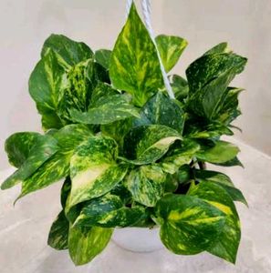 Money Plant