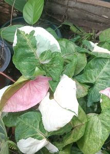 Syngonium strawberry ice cutting