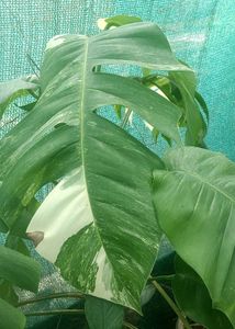 epipremnum pinnatum albo top cutting