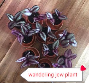 11 Plants Mixed Varieties Well Rooted