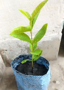 Guava Plant with Pot
