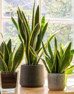 LIVE Snake Plant (Yellow outer edge)