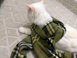 Burberry Plaid Scarf