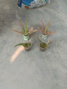 1 Aloe Vera Live Baby Plant
