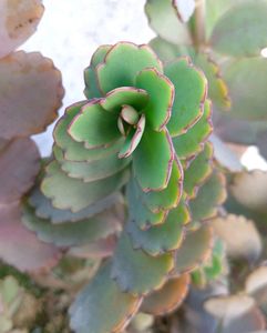 Laxiflora Kalanchoe Live Plant