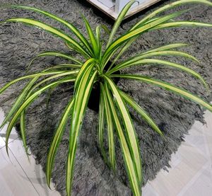 🌵Pandanus veitchii Plant 🪴 &amp; Pot