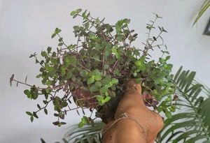 Pack 2 turtles &amp; Pilea Depressa Plant🪴&amp; Pot