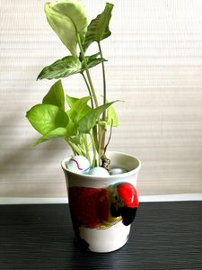 COMBO 2 Kinds Of Plants