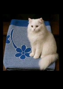 C A T Cat 🐈 Bed💙🆕