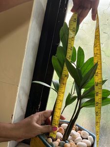 ZZ Plant 2 bulbs (15 Inches)