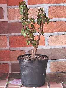 Lucky Jade Plant