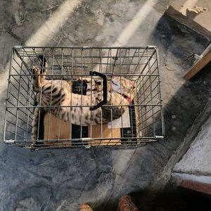 Dog and cat cage