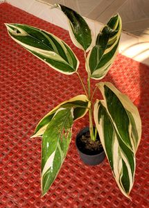 Ctenanthe pilosa Plant🪴&pot