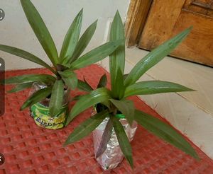 Combo Moses in Plan Cradle Plant