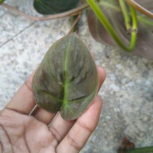 Copper Color Shading Money Plant's Cuttings