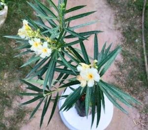 4 Plant combo