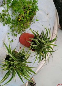 Set3 Spider &amp; Tradescantia fluminensis Plant