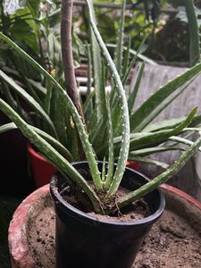 1 Pc Aloe Vera baby Plant In 4" Nursery Pot