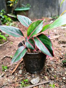 angalaonema red lipstick