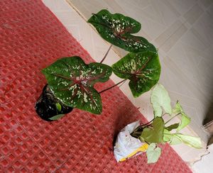 Pack 2.) UJJAISEEDS rare polka &amp; Arrowhead Plant