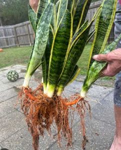 LIVE Snake Plant (Yellow outer edge)